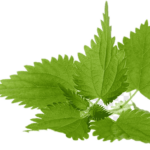 Extracto de la planta de Ortiga